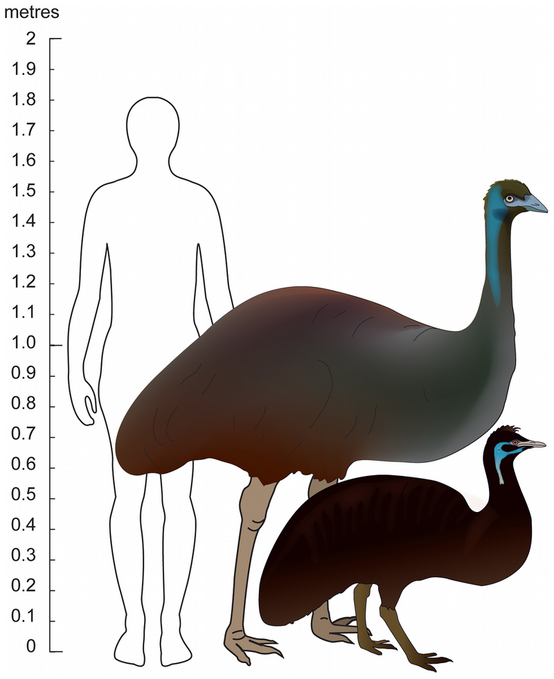 800px-Emu_size.png