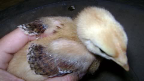chick1.jpg