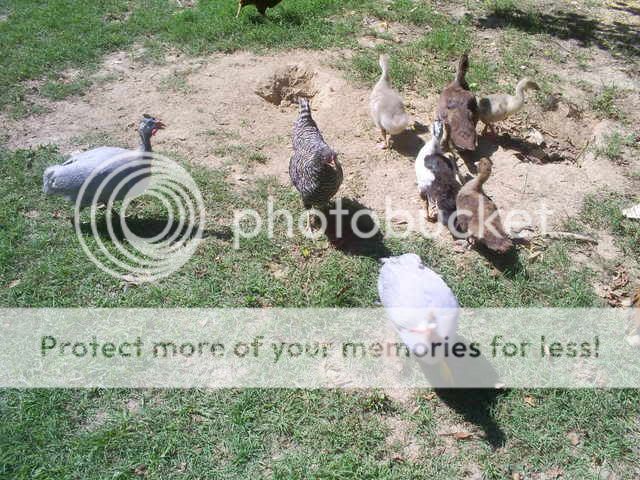 animals081.jpg