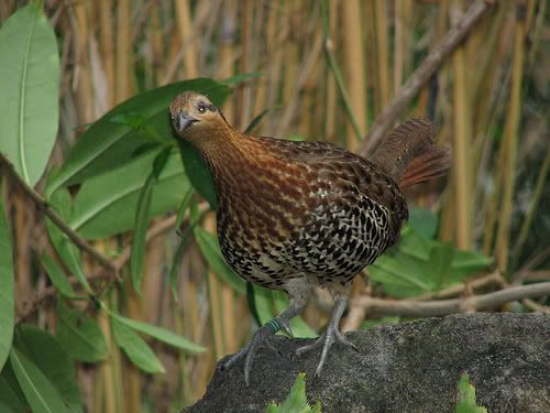 Mountainbamboofowl.jpg