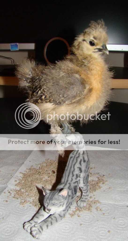 croppedsilkie.jpg