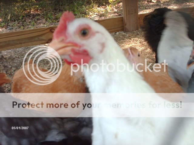 Picture106.jpg