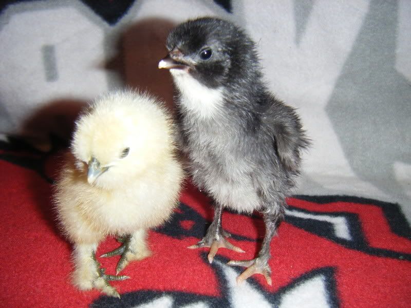 BabyChicks2010.jpg