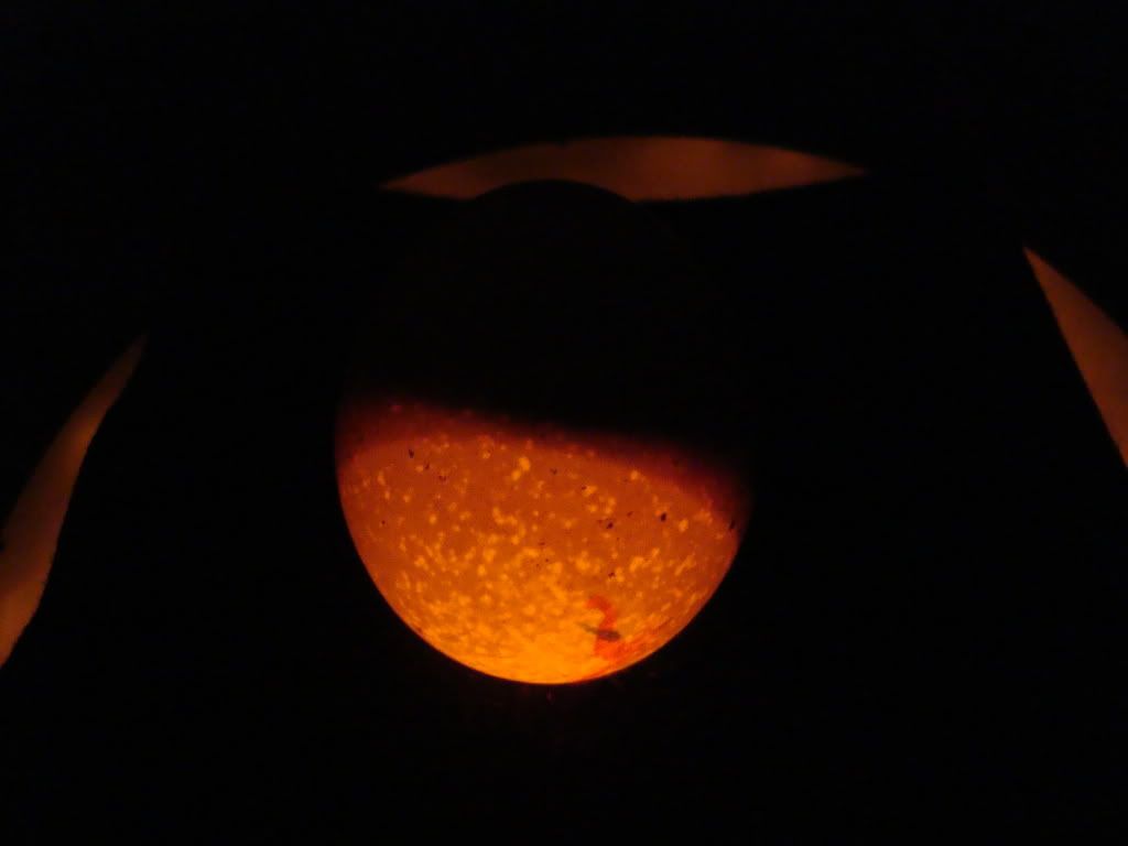 DSC08987.jpg
