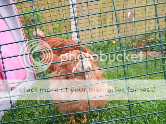 chooks004.jpg