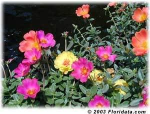 mossrose.jpg
