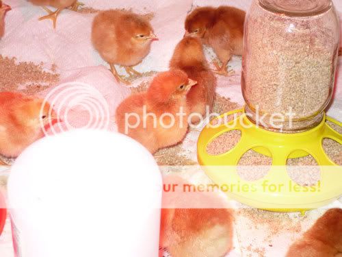 chicks1.jpg