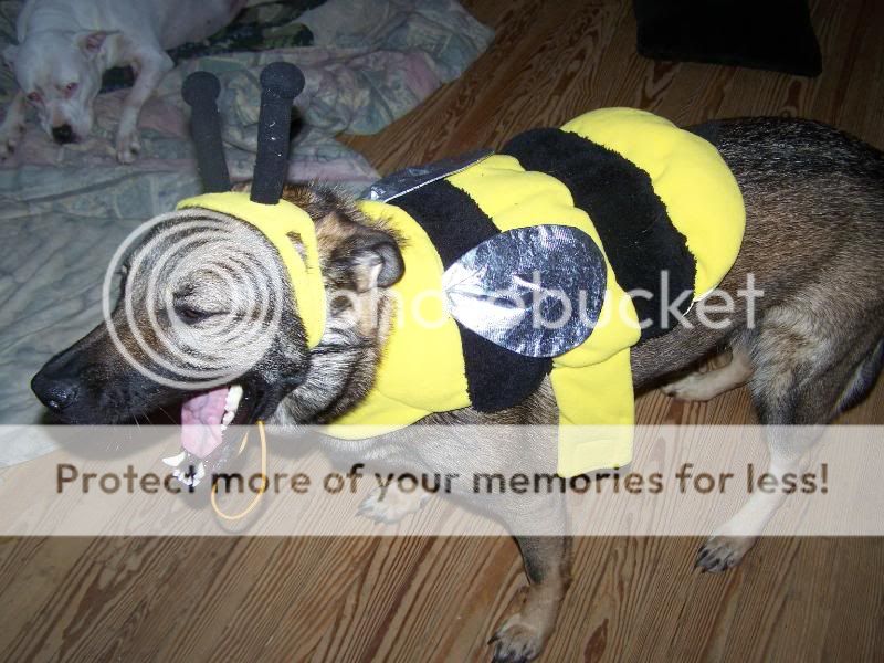 bumbledog1.jpg