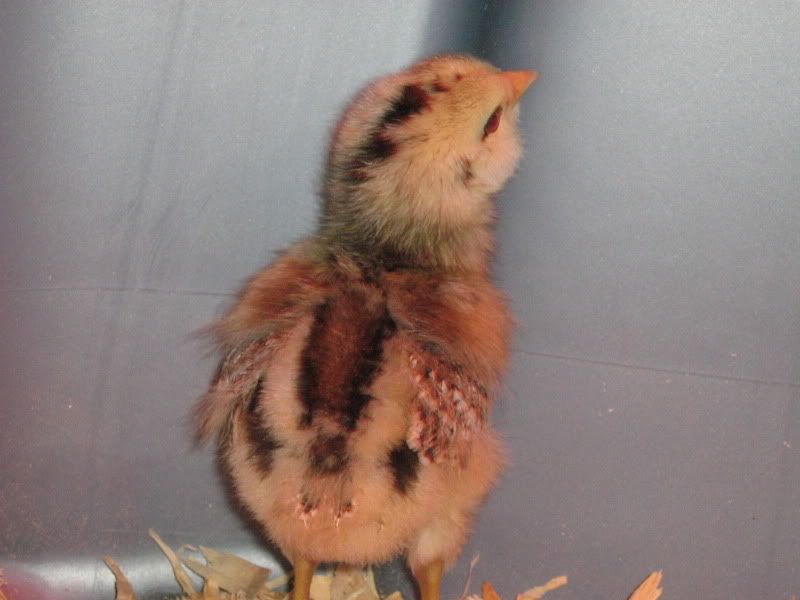 ChickenPen161.jpg