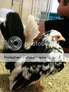 Newchickens220-1.jpg