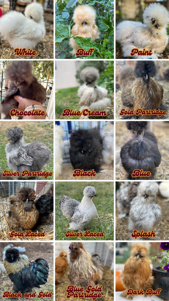 Silkie-Color-Chart-576x1024.png