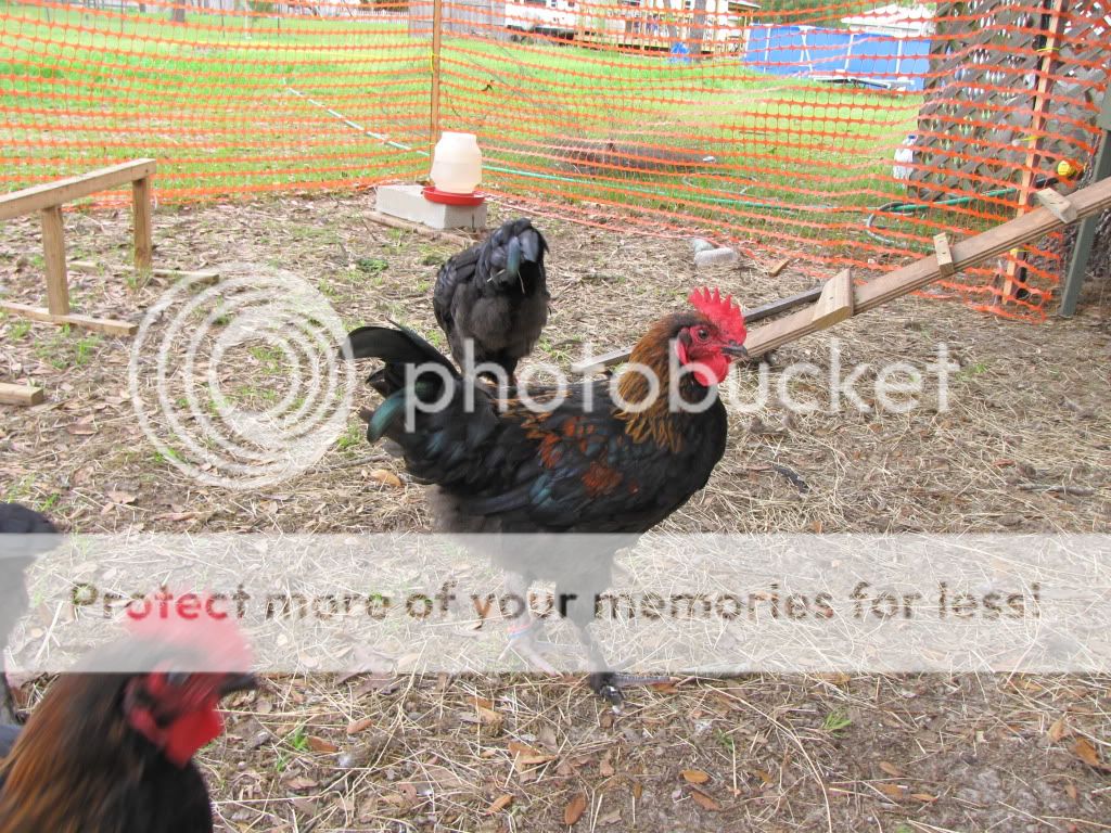IMG_1718.jpg