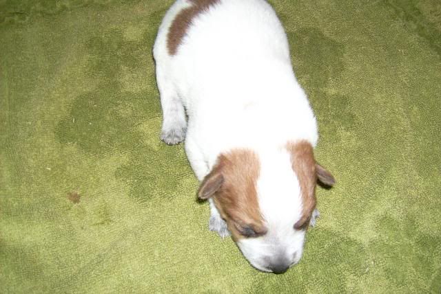 puppy9.jpg