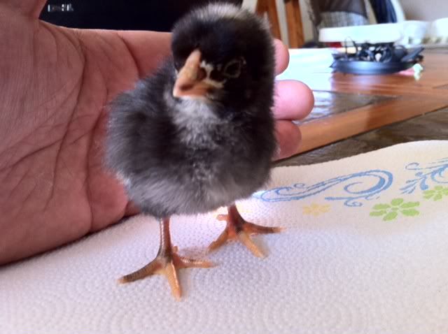malechick3.jpg
