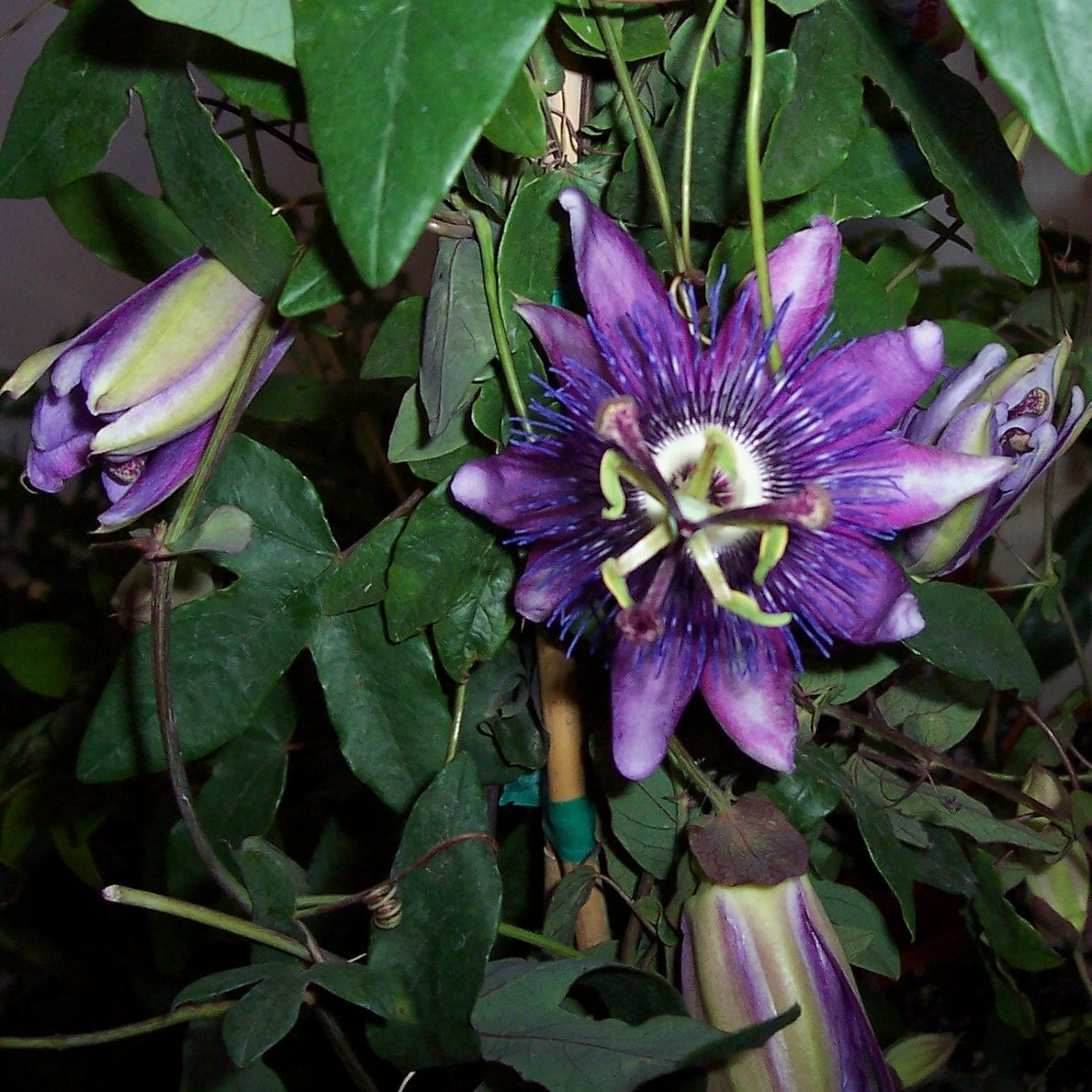900x900px-LL-24c9b123_LavenderLady.jpeg