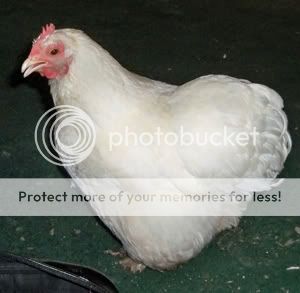 100_0765sm.jpg