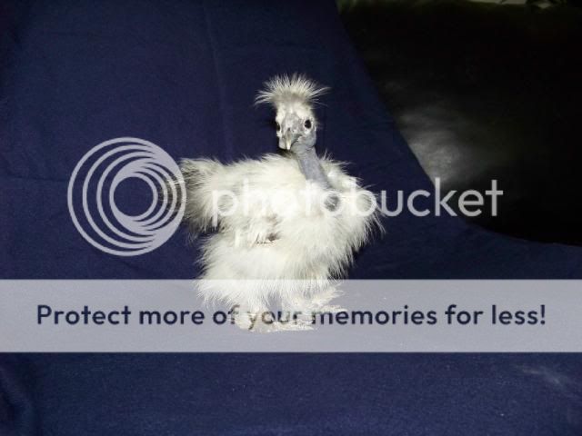 sgsilkies_013.jpg
