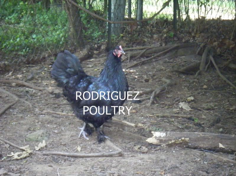 DSCF1143.jpg