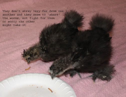 silkies5.jpg