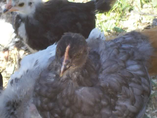 chickens008.jpg
