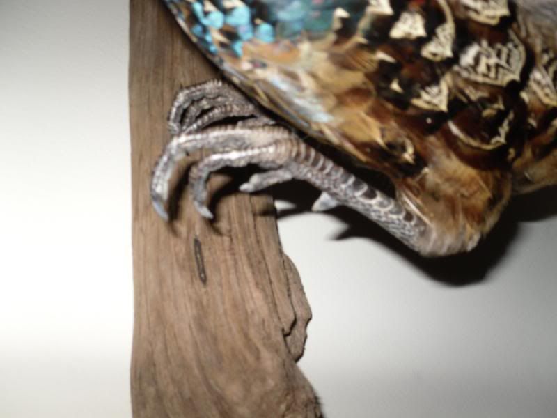 Lightningpheasant011.jpg