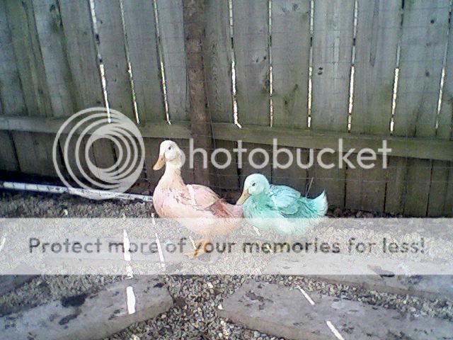 dyedducks.jpg