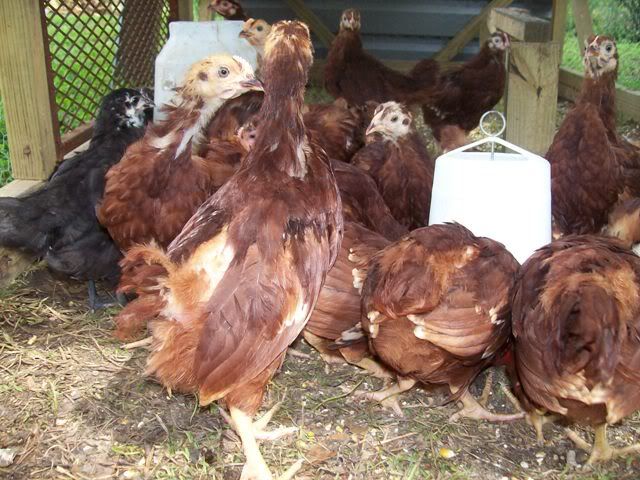 TheYardAnimalsRESIZED2bWEB.jpg