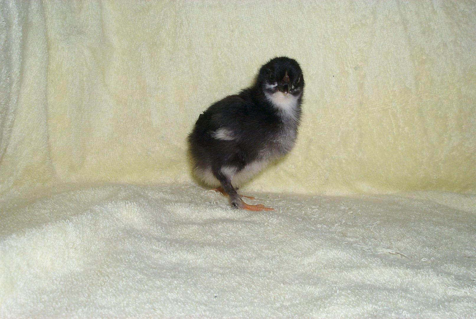 blackoliveregger2.jpg