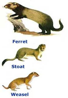 stoats.jpg