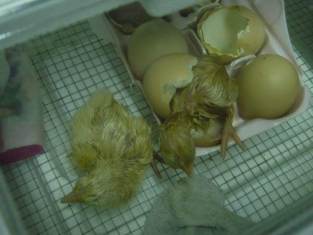 DSC03760.jpg