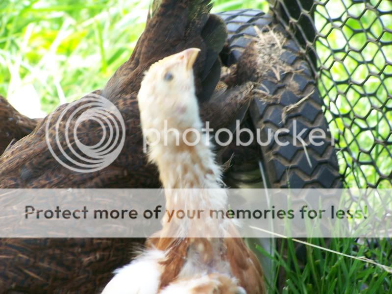 june12outwithchickens085.jpg
