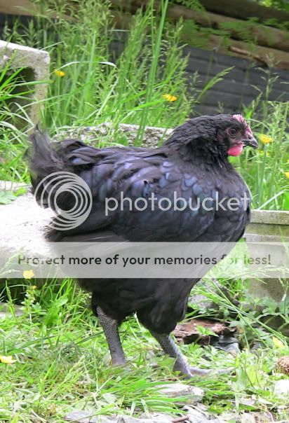 junecockerel.jpg
