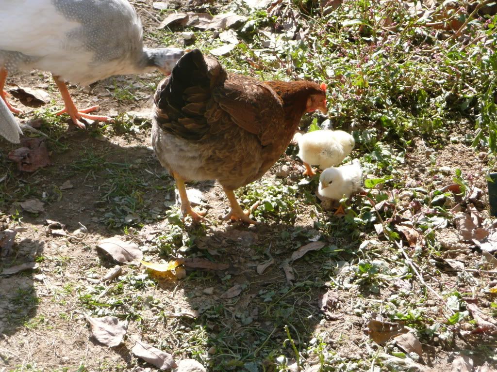 Picture007-9.jpg
