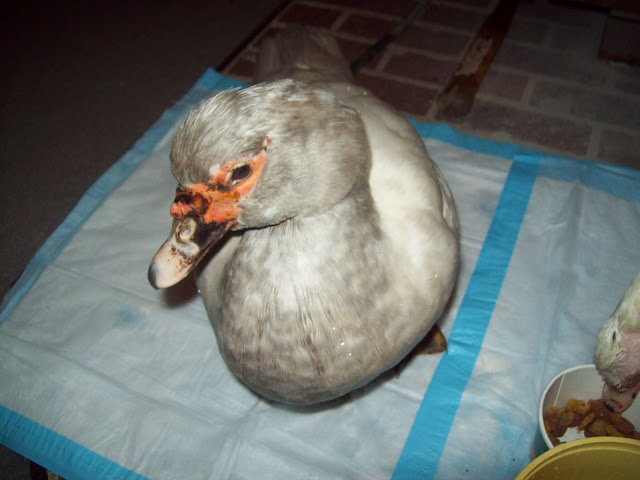 100_5133.JPG
