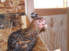 2579064858_42baf72f05_m.jpg