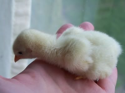 chick2.jpg