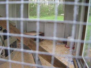 chicks031.jpg