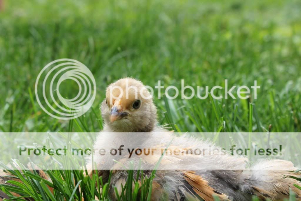 babiesout6_zps57f6bc3c.jpg