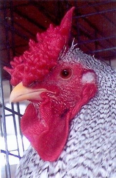 close_up_of_dominique_std_roo-vi.jpg