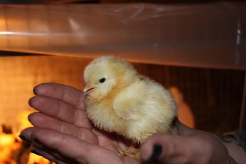 chickfluffy.jpg