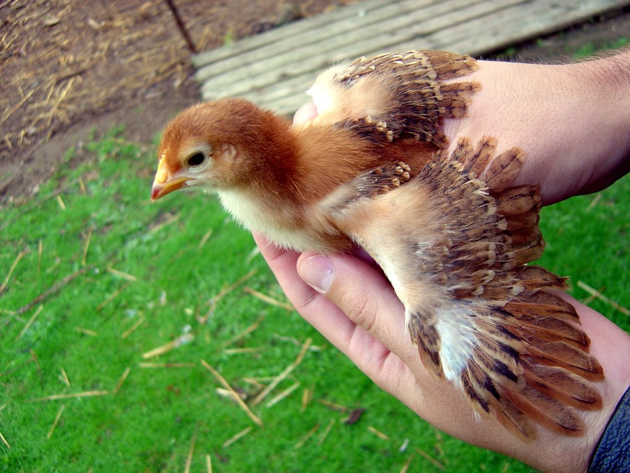 Nine_day_old_RIR_chick.jpg