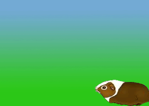 GuineaPig.gif