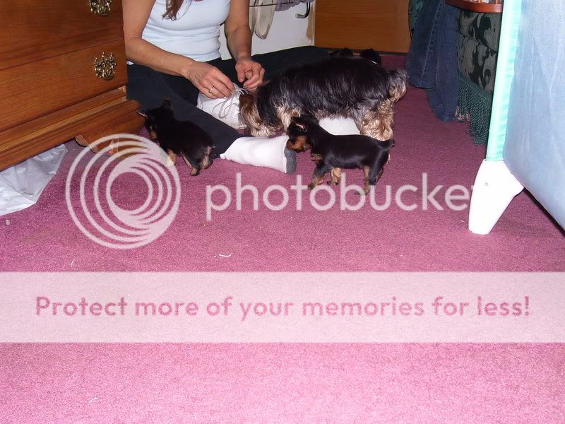 Puppies016.jpg