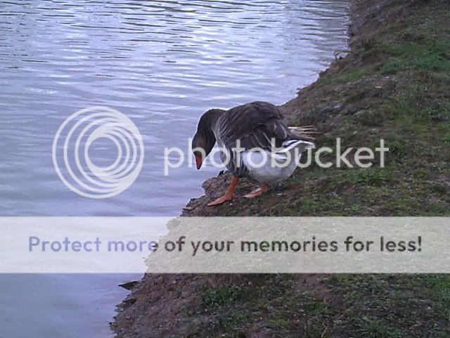 Picture136.jpg