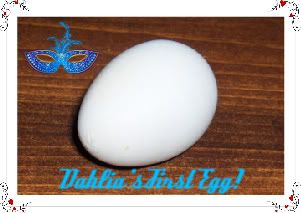 DahliaFinallyLaysHerFirstEgg.jpg