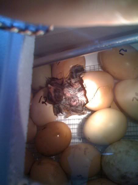 2chick.jpg