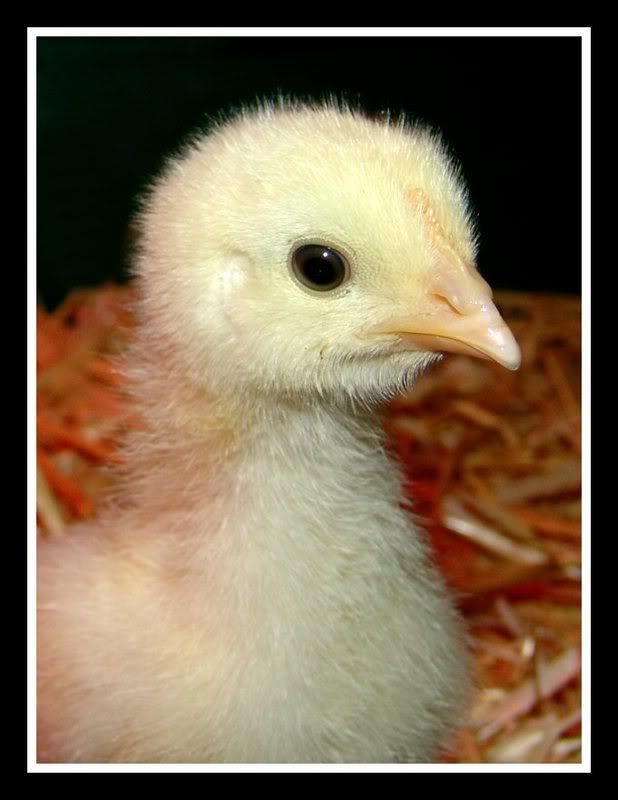 ChickAugustSmallBordered.jpg