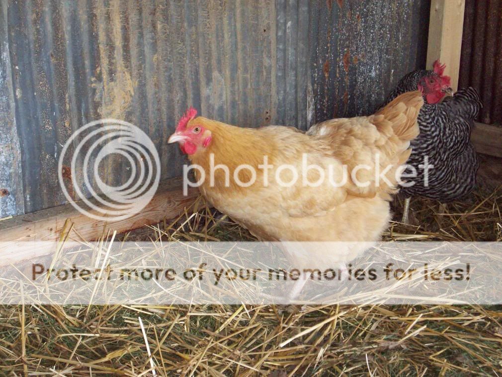 Chickens016.jpg