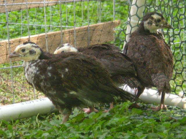pheasants008.jpg