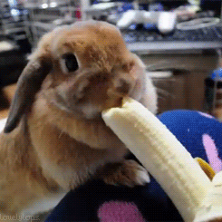 tumblr_m3g8rjeV5Q1ruikyvo3_250.gif